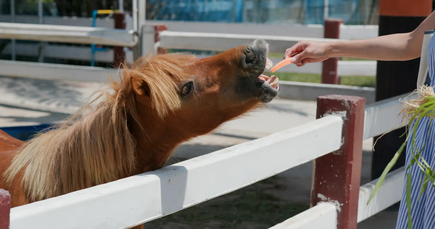 Was fressen Pferde und Ponys?