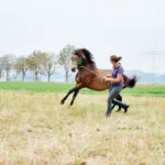 Bodenarbeit Pferd Übungen ganz leicht