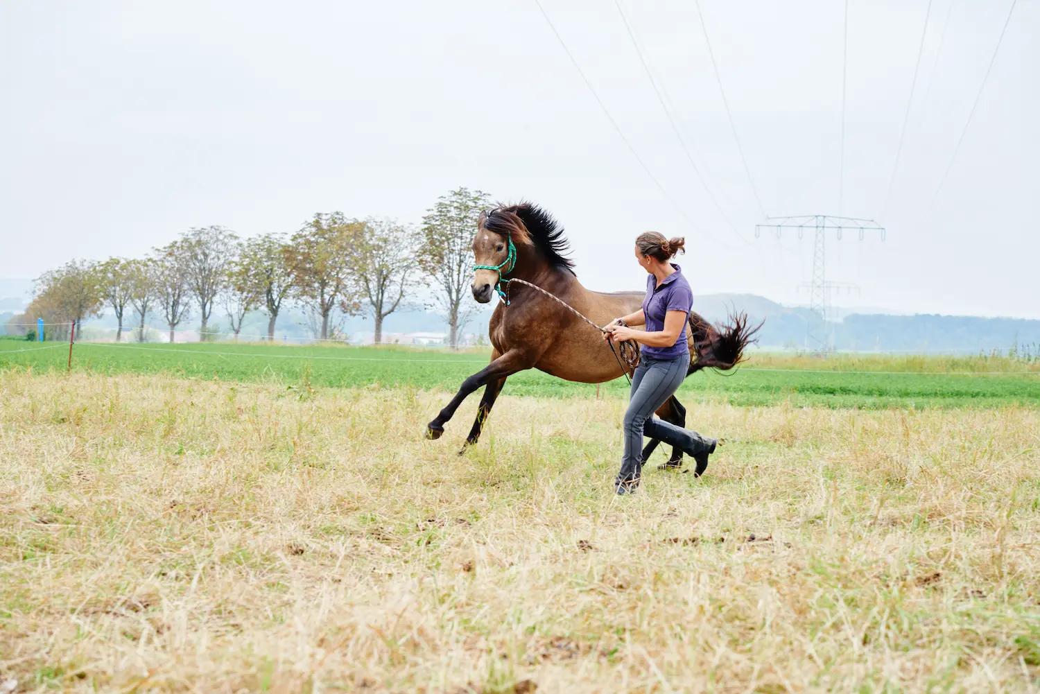 Bodenarbeit Pferd Übungen ganz leicht