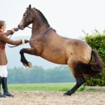 Hinterhand beim Pferd aktivieren