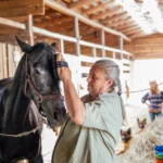 Pferdepflege ist im Alltag wichtig