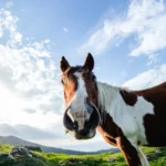Körpersprache bei Pferden