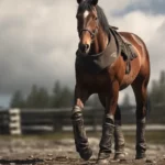 Stallgamaschen für dein Pferd – Wann sind sie sinnvoll und was sind eigentlich die »besten«?