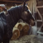 Bremsenspray für Pferde – Aber welches? Und warum eigentlich?