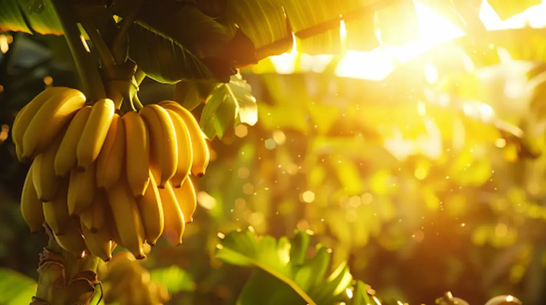 Dürfen Pferde Banane essen? - Das musst du wissen und beachten!