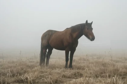 Kann ein Pferd Husten bekommen - Und welche Ursachen kann das haben?