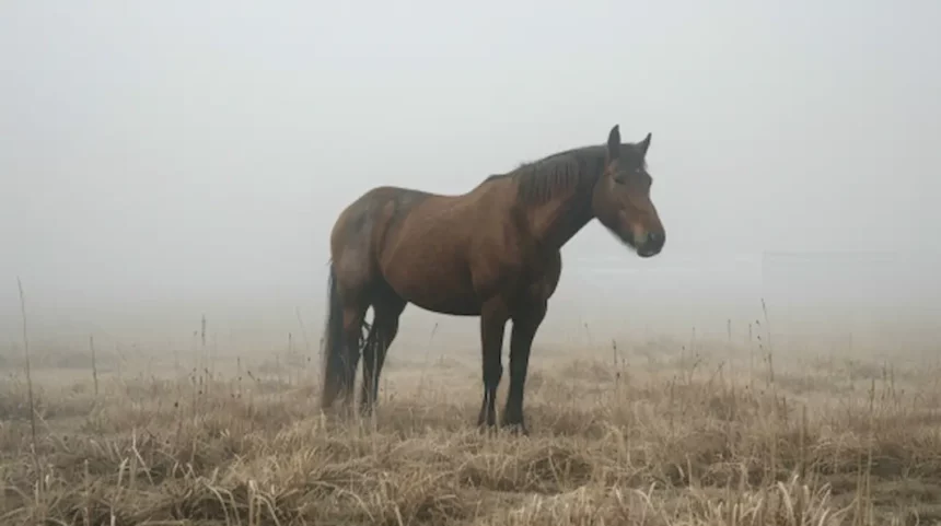 Kann ein Pferd Husten bekommen - Und welche Ursachen kann das haben?