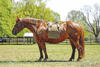 Wassereinlagerungen beim Pferd – Was ist das? + Symptome und Ursachen.