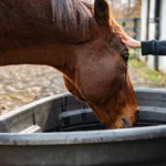 Pferde trinken aus Pferdetränken