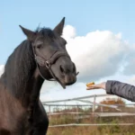 Pferdeleckerlies schmecken deinem Pferd besonders gut wenn du sie selber herstellst.