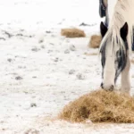 Magenprobleme Pferd Fütterung was ist wichtig