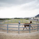 Roundpen mit Pferd