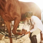 Frau untersucht Pferd