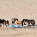 Pferde trinken aus Brunnen