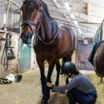 Sehnenschaden beim Pferd kontrollieren